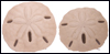 Sand Dollars